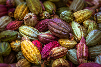 A deeper look at the story & science beyond cacao varieties.