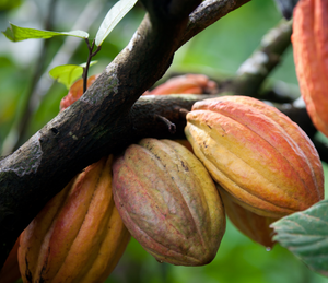 single origin ceremonial grade cacao